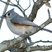 Tufted Titmouse